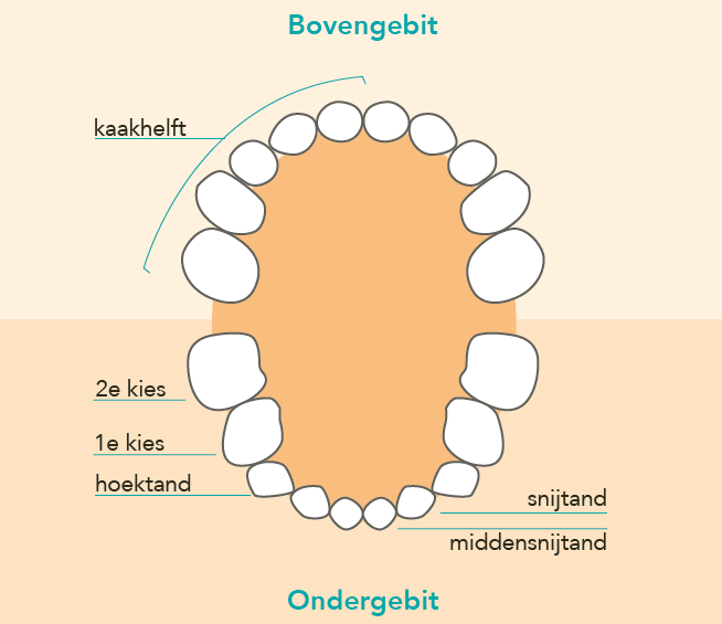 Tandenpoetsen
